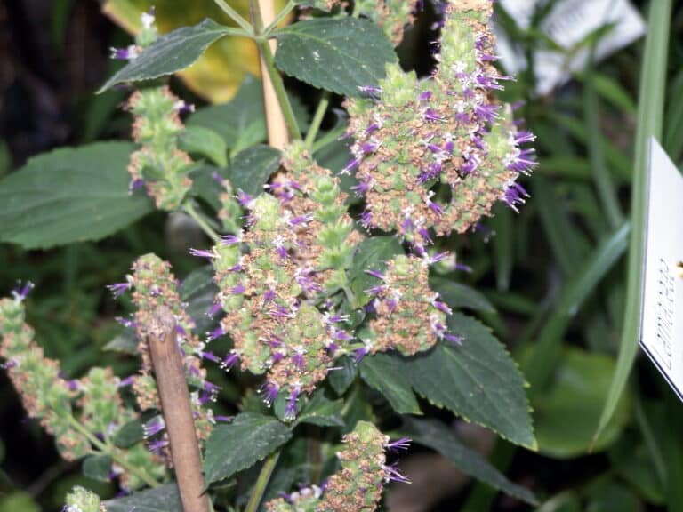Image representing Patchouli plant for the article Patchouli oil in hindi